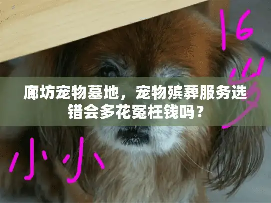 廊坊宠物墓地，宠物殡葬服务选错会多花冤枉钱吗？