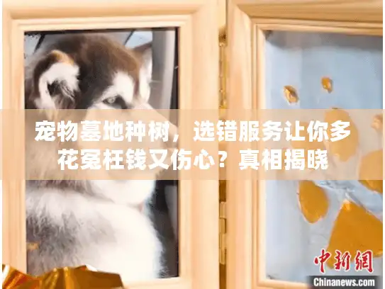 宠物墓地种树，选错服务让你多花冤枉钱又伤心？真相揭晓