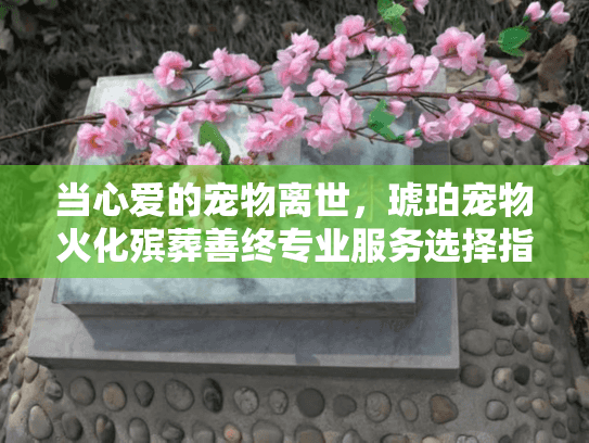当心爱的宠物离世，琥珀宠物火化殡葬善终专业服务选择指南