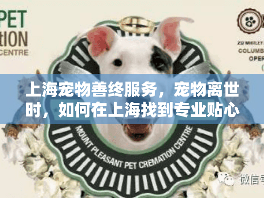上海宠物善终服务，宠物离世时，如何在上海找到专业贴心的告别方案？
