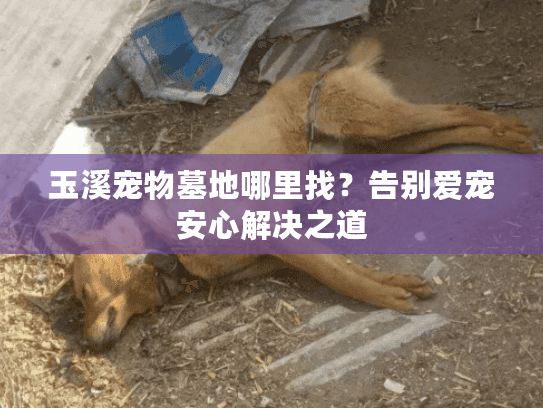玉溪宠物墓地哪里找？告别爱宠安心解决之道