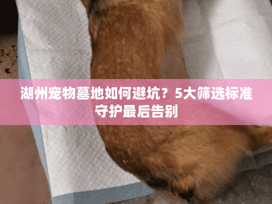 湖州宠物墓地如何避坑？5大筛选标准守护最后告别