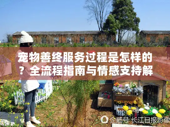 宠物善终服务过程是怎样的？全流程指南与情感支持解析