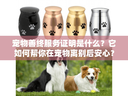 宠物善终服务证明是什么？它如何帮你在宠物离别后安心？