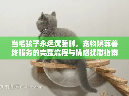 当毛孩子永远沉睡时，宠物殡葬善终服务的完整流程与情感抚慰指南