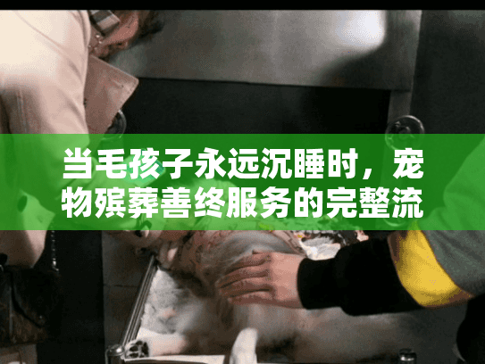 当毛孩子永远沉睡时，宠物殡葬善终服务的完整流程与情感抚慰指南