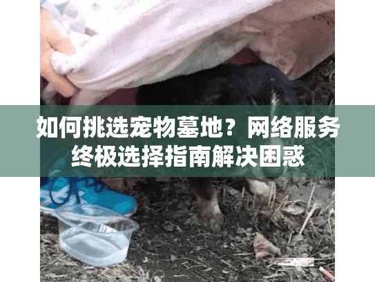 如何挑选宠物墓地？网络服务终极选择指南解决困惑