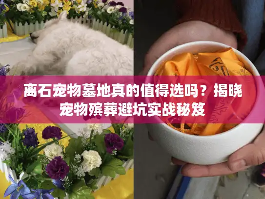 离石宠物墓地真的值得选吗?揭晓宠物殡葬避坑实战秘笈 离石宠物墓地真的值得选吗?揭晓宠物殡葬避坑实战秘笈
