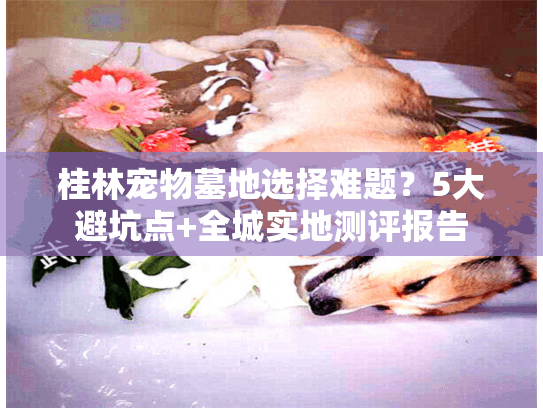 桂林宠物墓地选择难题？5大避坑点+全城实地测评报告