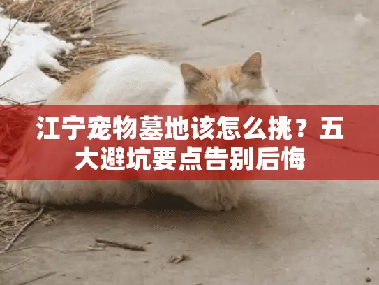 江宁宠物墓地该怎么挑？五大避坑要点告别后悔