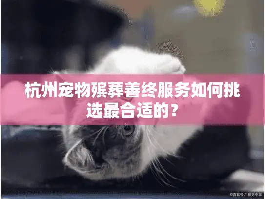 杭州宠物殡葬善终服务如何挑选最合适的？