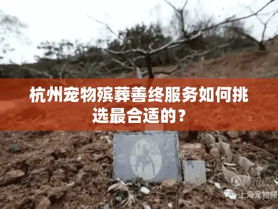 杭州宠物殡葬善终服务如何挑选最合适的？