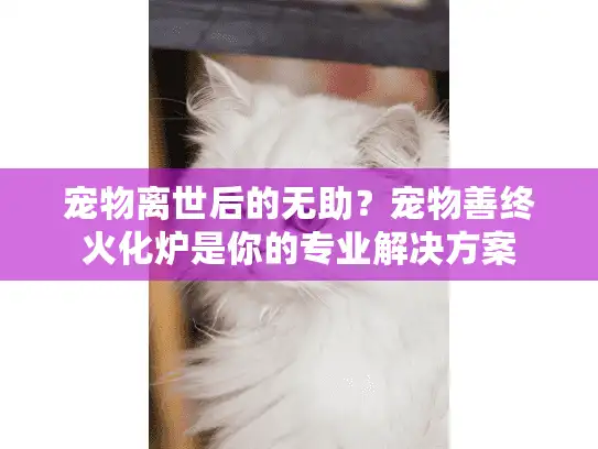 宠物离世后的无助？宠物善终火化炉是你的专业解决方案