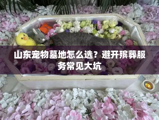山东宠物墓地怎么选？避开殡葬服务常见大坑