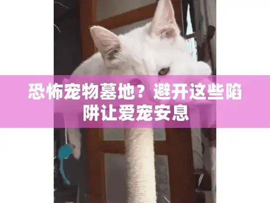 恐怖宠物墓地？避开这些陷阱让爱宠安息