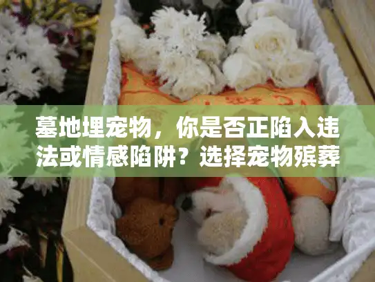 墓地埋宠物，你是否正陷入违法或情感陷阱？选择宠物殡葬服务的实战避坑手册
