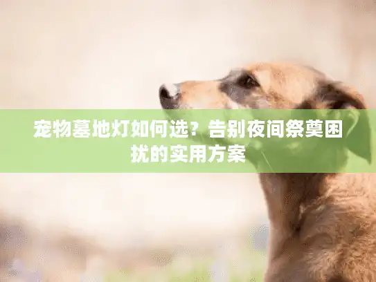 宠物墓地灯如何选？告别夜间祭奠困扰的实用方案