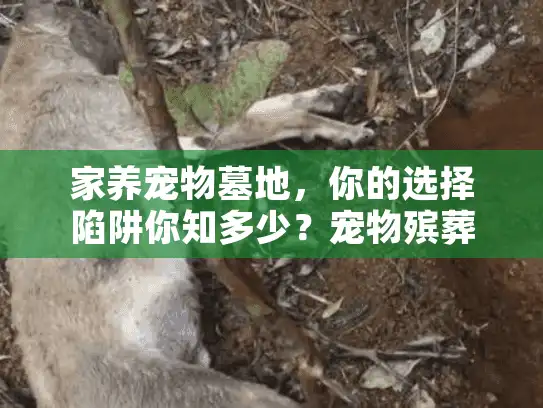 家养宠物墓地，你的选择陷阱你知多少？宠物殡葬服务决策避坑）