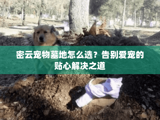 密云宠物墓地怎么选？告别爱宠的贴心解决之道