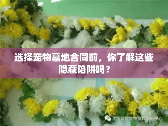 选择宠物墓地合同前，你了解这些隐藏陷阱吗？