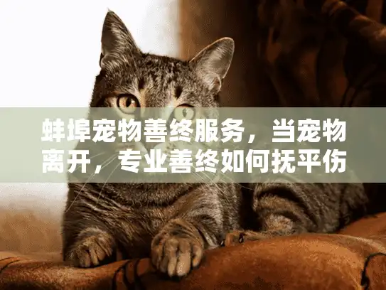 蚌埠宠物善终服务，当宠物离开，专业善终如何抚平伤痛？