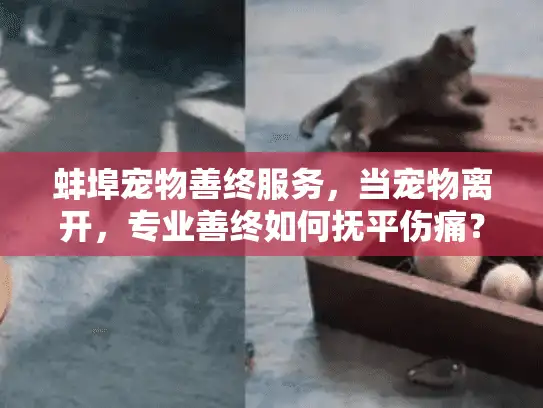 蚌埠宠物善终服务，当宠物离开，专业善终如何抚平伤痛？
