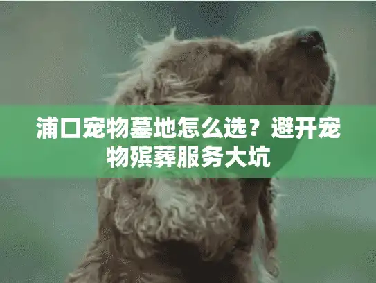 浦口宠物墓地怎么选?避开宠物殡葬服务大坑 浦口宠物墓地怎么选?避开宠物殡葬服务大坑