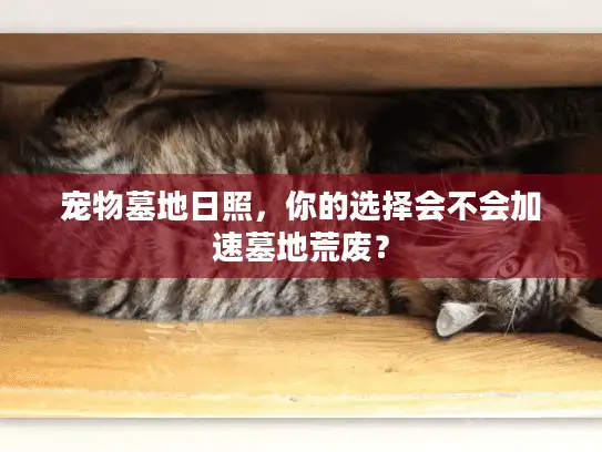 宠物墓地日照，你的选择会不会加速墓地荒废？