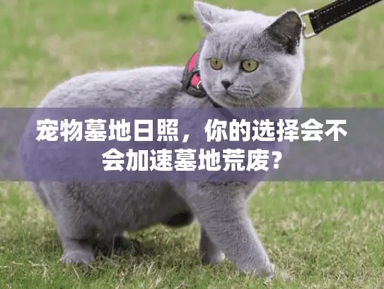 宠物墓地日照，你的选择会不会加速墓地荒废？