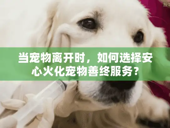 当宠物离开时，如何选择安心火化宠物善终服务？