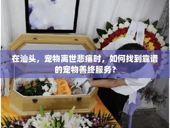 在汕头，宠物离世悲痛时，如何找到靠谱的宠物善终服务？