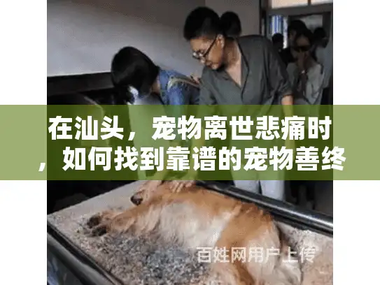 在汕头，宠物离世悲痛时，如何找到靠谱的宠物善终服务？