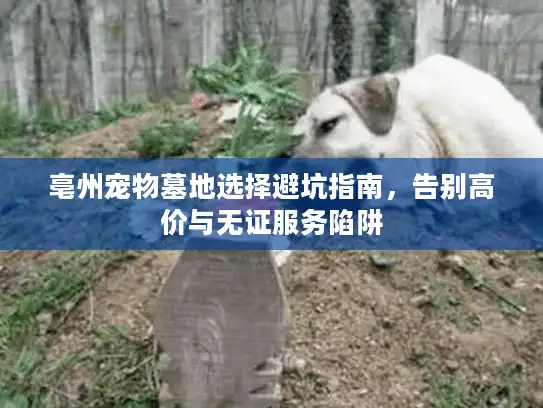 亳州宠物墓地选择避坑指南，告别高价与无证服务陷阱