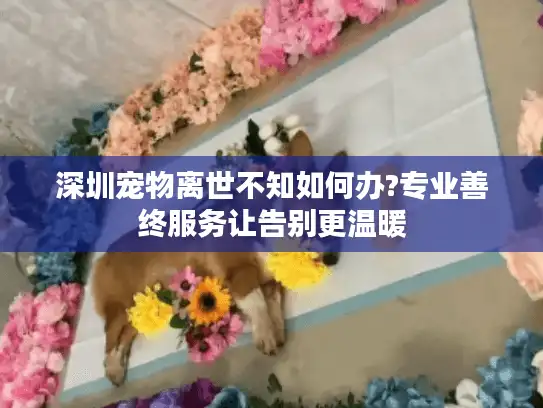 深圳宠物离世不知如何办?专业善终服务让告别更温暖