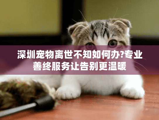 深圳宠物离世不知如何办?专业善终服务让告别更温暖