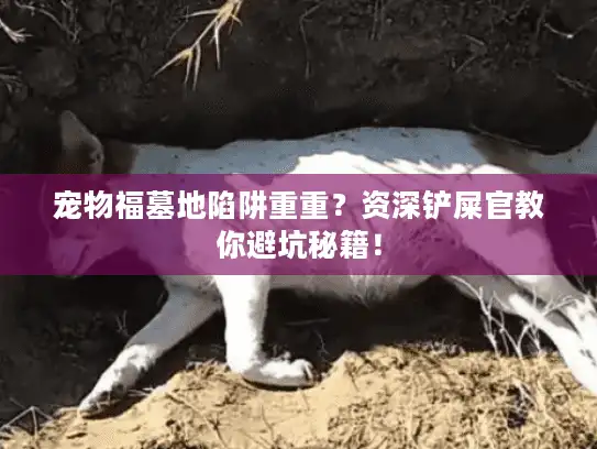 宠物福墓地陷阱重重？资深铲屎官教你避坑秘籍！