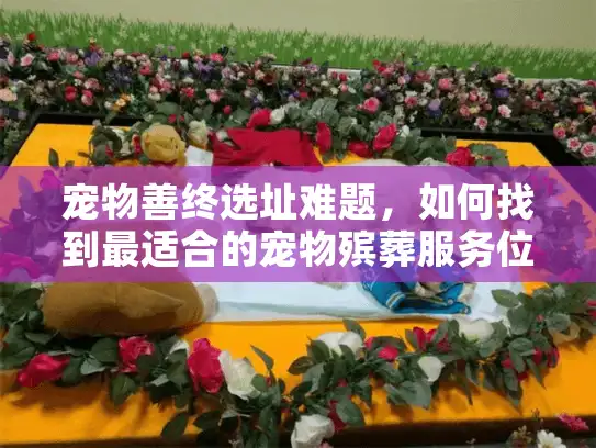 宠物善终选址难题，如何找到最适合的宠物殡葬服务位置？