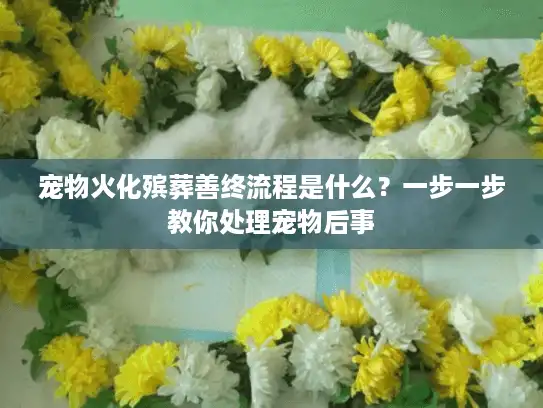 宠物火化殡葬善终流程是什么？一步一步教你处理宠物后事
