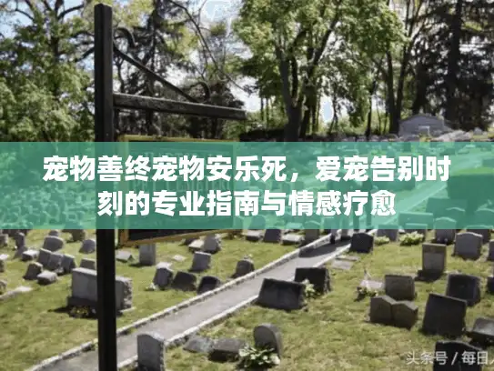 宠物善终宠物安乐死，爱宠告别时刻的专业指南与情感疗愈
