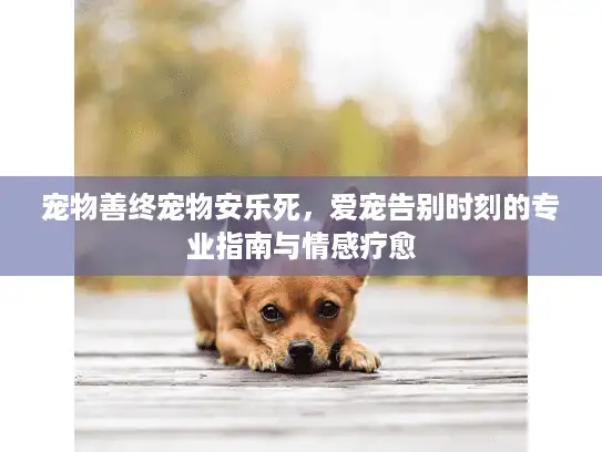 宠物善终宠物安乐死，爱宠告别时刻的专业指南与情感疗愈