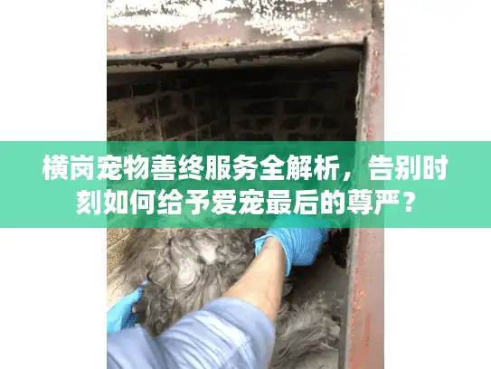 横岗宠物善终服务全解析,告别时刻如何给予爱宠最后的尊严? 横岗宠物善终服务全解析,告别时刻如何给予爱宠最后的尊严?