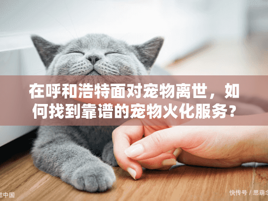 在呼和浩特面对宠物离世，如何找到靠谱的宠物火化服务？