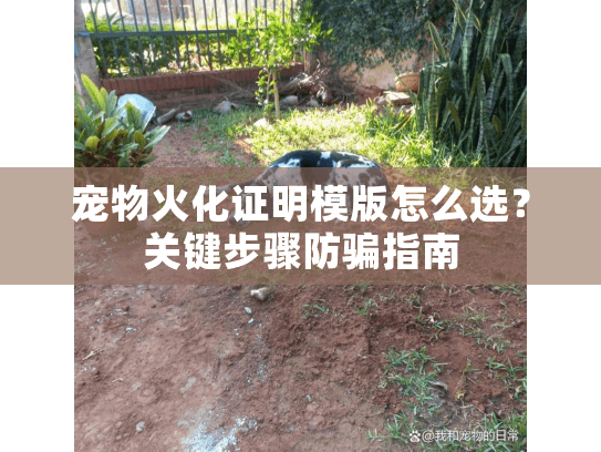 宠物火化证明模版怎么选？关键步骤防骗指南