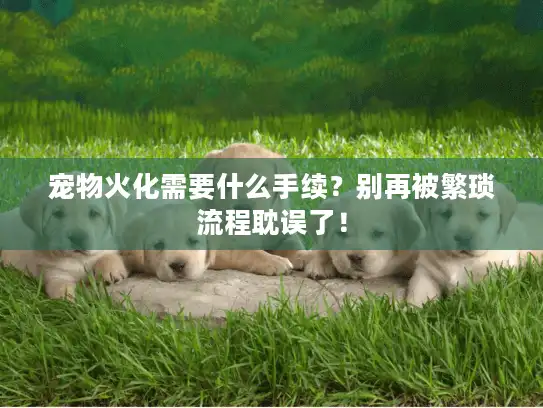宠物火化需要什么手续？别再被繁琐流程耽误了！