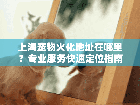 上海宠物火化地址在哪里？专业服务快速定位指南