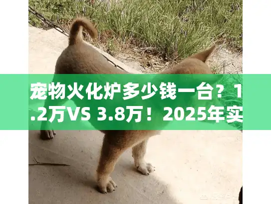 宠物火化炉多少钱一台？1.2万VS 3.8万！2025年实测各类宠物殡葬收费标准与骨灰处理真相