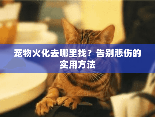 宠物火化去哪里找?告别悲伤的实用方法 宠物火化去哪里找?告别悲伤的实用方法