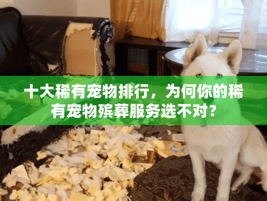 十大稀有宠物排行，为何你的稀有宠物殡葬服务选不对？