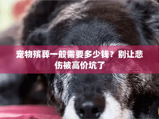 宠物殡葬一般需要多少钱？别让悲伤被高价坑了