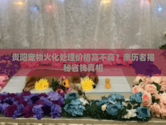 贵阳宠物火化处理价格高不高？亲历者揭秘省钱真相